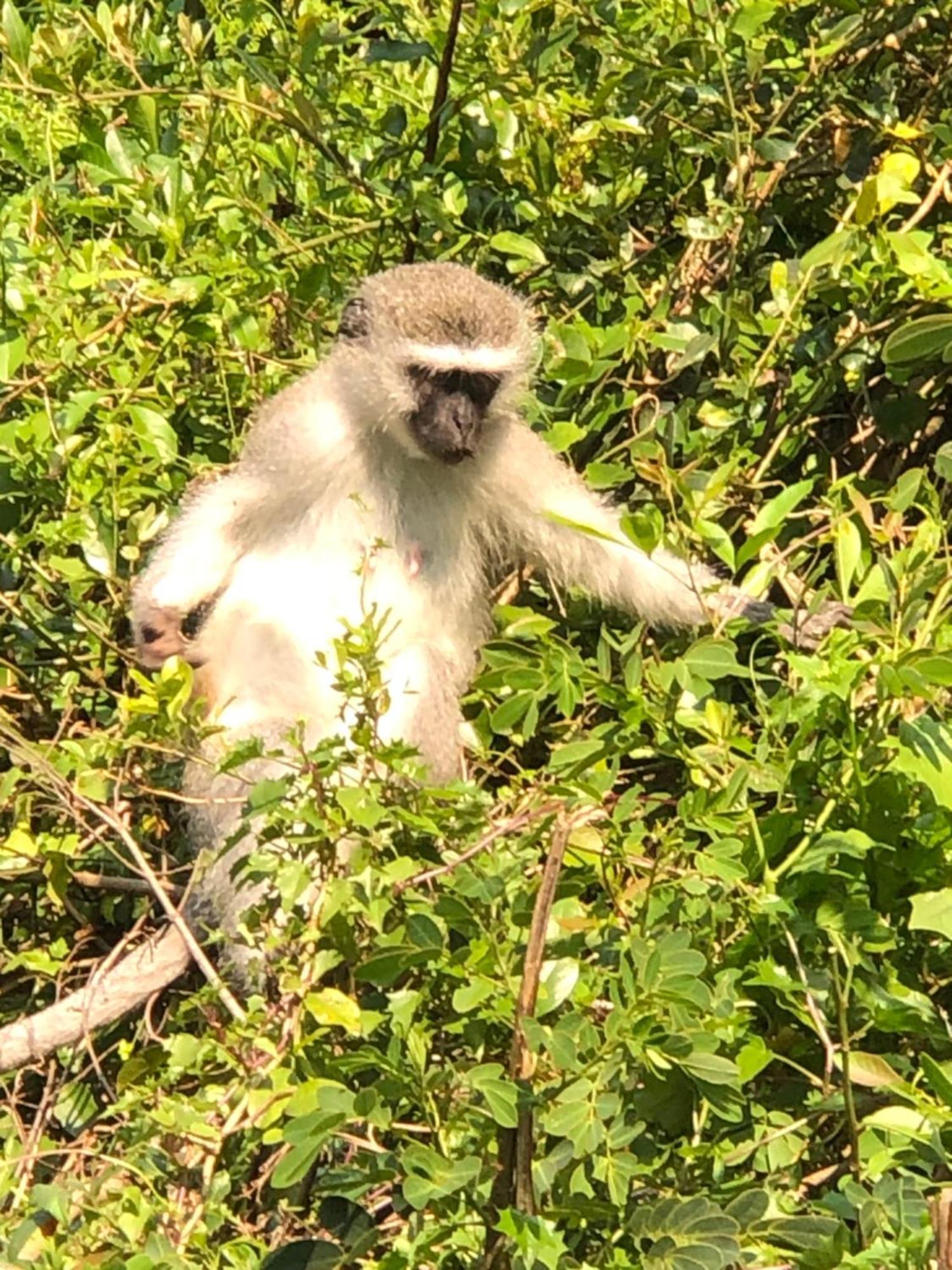 El Seuno De Africa -The Dream Of Africa Villa เซนต์ลูเซีย ภายนอก รูปภาพ