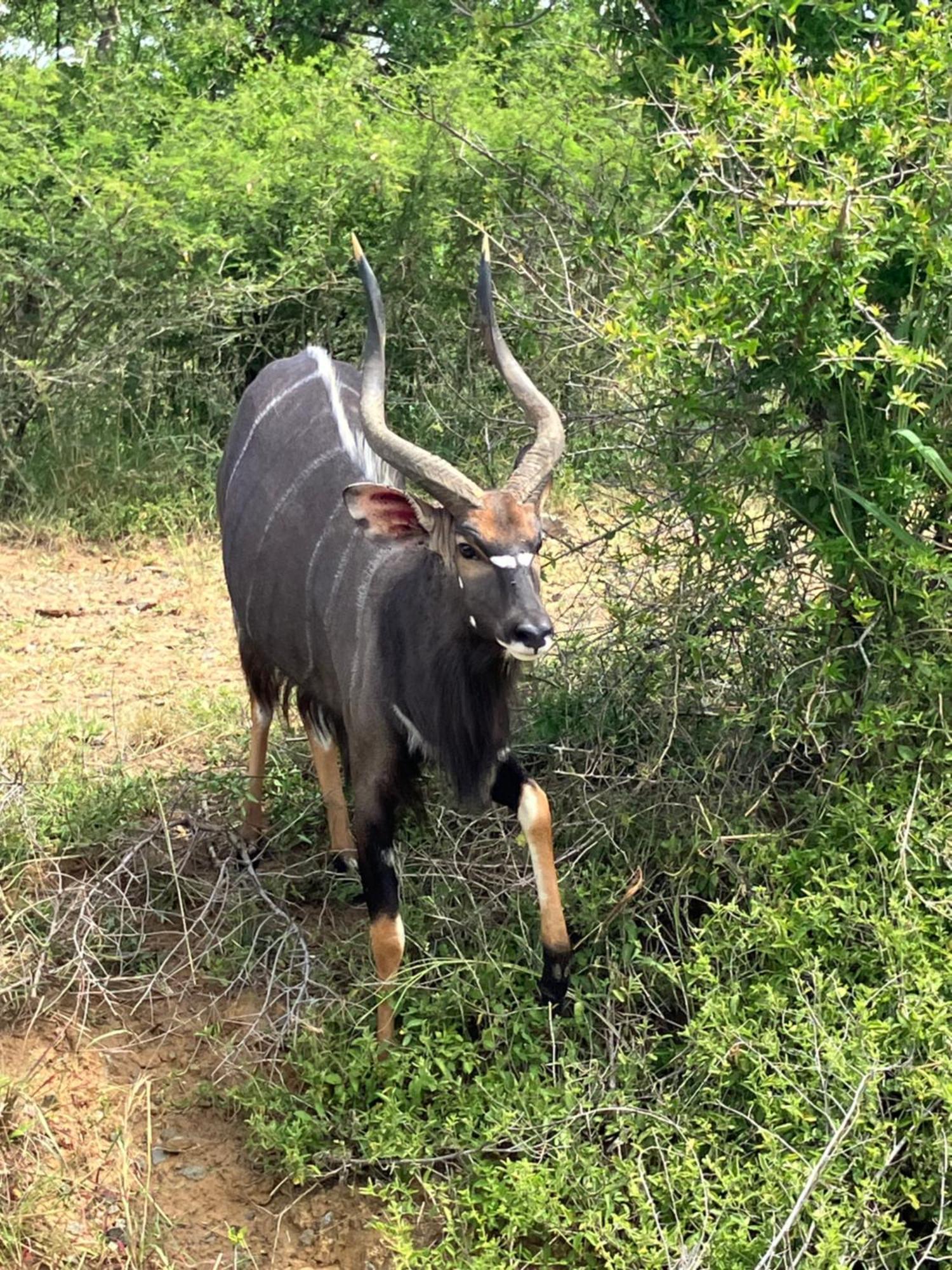 El Seuno De Africa -The Dream Of Africa Villa เซนต์ลูเซีย ภายนอก รูปภาพ